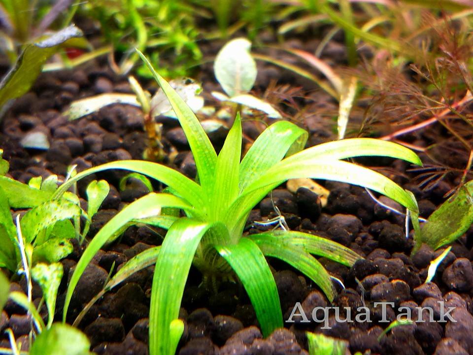 Eriocaulon sp. San Francisco aquarium plant | AquaTank Rare